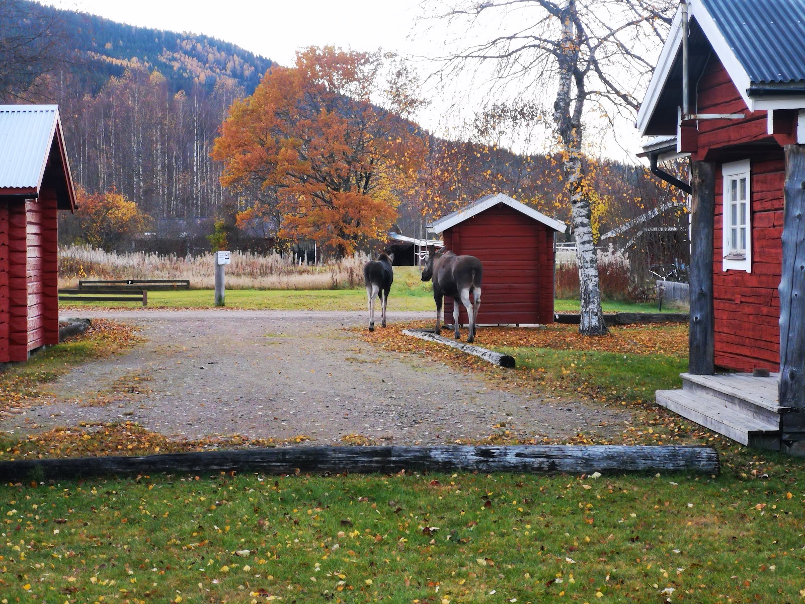 Branäs Camping